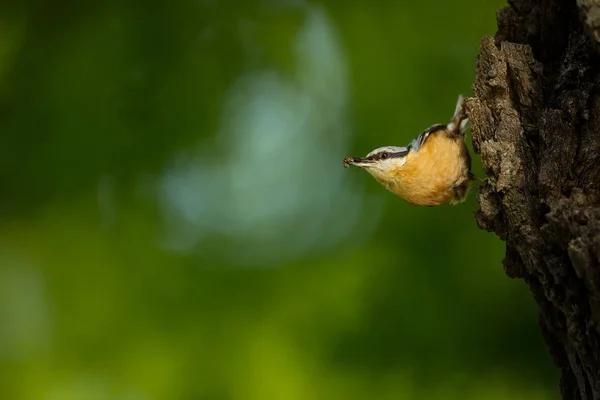 Sitta Europaea Mieszka Całej Europie Dzika Przyroda Wiosną Fotografował Naturalnym — Zdjęcie stockowe