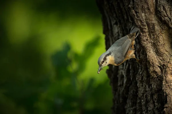 Sitta Europaea Lives Throughout Europe Wild Nature Spring Photographed Wild — Stock Photo, Image