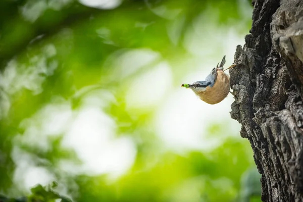 Sitta Europaea Mieszka Całej Europie Dzika Przyroda Wiosną Fotografował Naturalnym — Zdjęcie stockowe