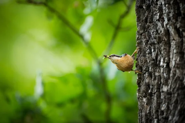 Sitta Europaea Vive Toda Europa Naturaleza Salvaje Primavera Fotografiado Naturaleza — Foto de Stock