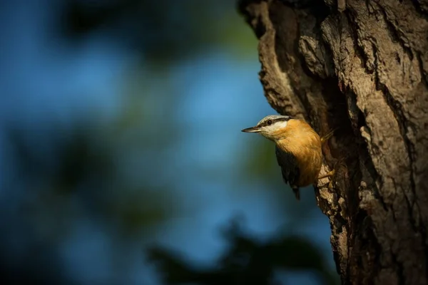 Sitta Europaea Lives Throughout Europe Wild Nature Spring Photographed Wild — Stock Photo, Image