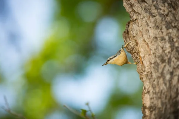 Sitta Europaea Lives Throughout Europe Wild Nature Spring Photographed Wild — Stock Photo, Image