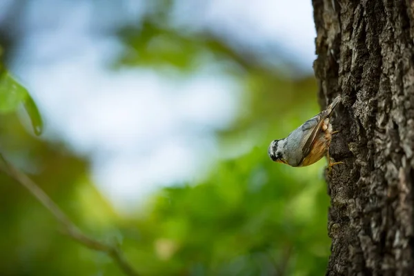 Sitta Europaea Lebt Ganz Europa Wilde Natur Frühling Freier Wildbahn — Stockfoto