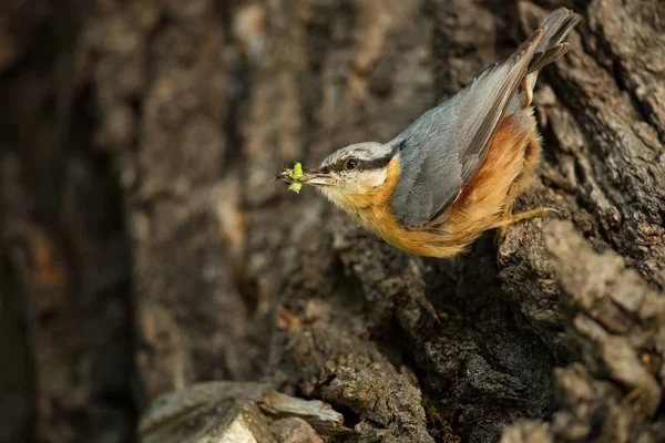 Sitta Europaea Lives Throughout Europe Wild Nature Spring Photographed Wild — Stock Photo, Image