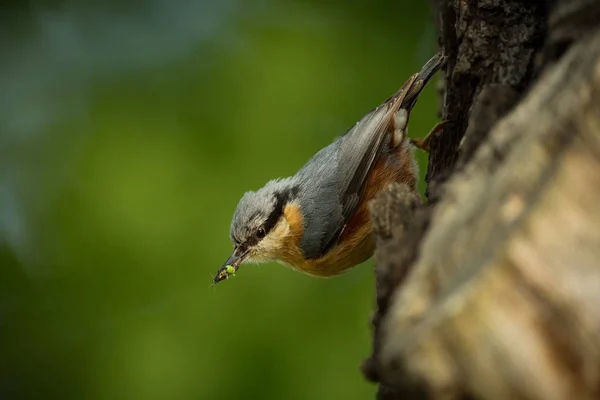 Sitta Europaea Vive Toda Europa Natureza Selvagem Primavera Fotografado Natureza — Fotografia de Stock