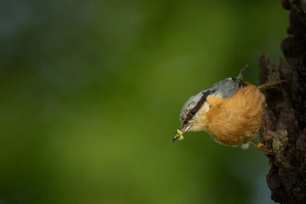 Sitta Europaea Hij Woont Heel Europa Wilde Natuur Lente Gefotografeerd — Stockfoto