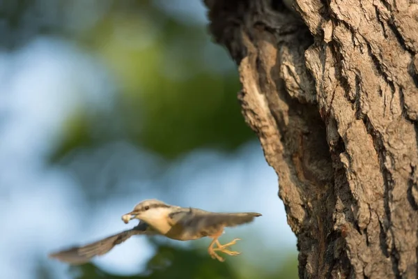 Sitta Europaea Han Bor Hela Europa Vild Natur Våren Fotograferade — Stockfoto