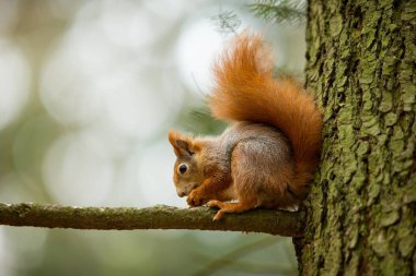 Sincap. Sincap Çek Cumhuriyeti'nde fotoğraflandı. Sincap bir orta ölçekli kemirgen olduğunu. Batı Avrupa'dan Doğu Asya'ya kadar geniş bir bölgede yaşayan. Ücretsiz doğa. Güzel resim. Çek Cumhuriyeti vahşi doğası. Sonbahar 