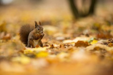 Sincap. Sincap Çek Cumhuriyeti'nde fotoğraflandı. Sincap bir orta ölçekli kemirgen olduğunu. Batı Avrupa'dan Doğu Asya'ya kadar geniş bir bölgede yaşayan. Ücretsiz doğa. Güzel resim. Çek Cumhuriyeti vahşi doğası. Sonbahar 