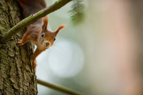 Squirrel Squirrel Photographed Czech Republic Squirrel Medium Sized Rodent Inhabiting — Stock Photo, Image