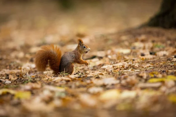 Squirrel Squirrel Photographed Czech Republic Squirrel Medium Sized Rodent Inhabiting — Stock Photo, Image