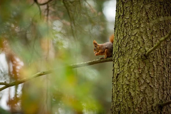 Eichhörnchen Das Eichhörnchen Wurde Der Tschechischen Republik Fotografiert Eichhörnchen Ist — Stockfoto