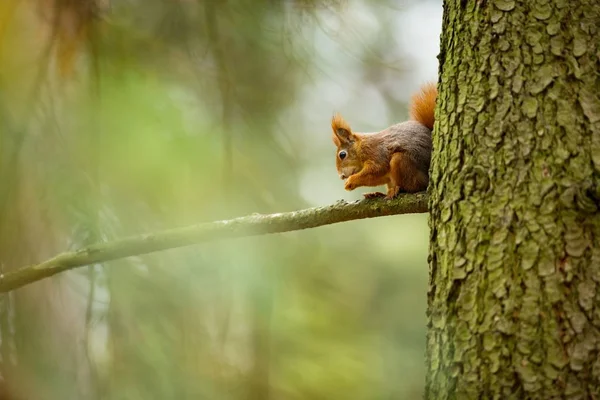 Eichhörnchen Das Eichhörnchen Wurde Der Tschechischen Republik Fotografiert Eichhörnchen Ist — Stockfoto