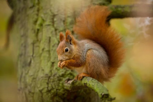 Squirrel Squirrel Photographed Czech Republic Squirrel Medium Sized Rodent Inhabiting — Stock Photo, Image