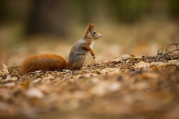 Squirrel Squirrel Photographed Czech Republic Squirrel Medium Sized Rodent Inhabiting — Stock Photo, Image