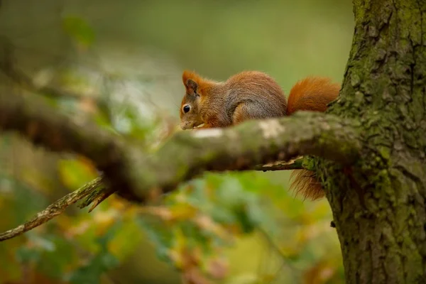 Eichhörnchen Das Eichhörnchen Wurde Der Tschechischen Republik Fotografiert Eichhörnchen Ist — Stockfoto