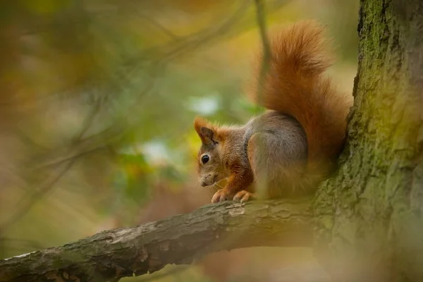 Squirrel Squirrel Photographed Czech Republic Squirrel Medium Sized Rodent Inhabiting — Stock Photo, Image