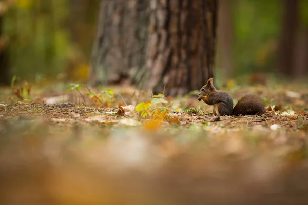 Eichhörnchen Das Eichhörnchen Wurde Der Tschechischen Republik Fotografiert Eichhörnchen Ist — Stockfoto