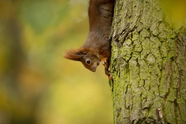 Eichhörnchen Das Eichhörnchen Wurde Der Tschechischen Republik Fotografiert Eichhörnchen Ist — Stockfoto