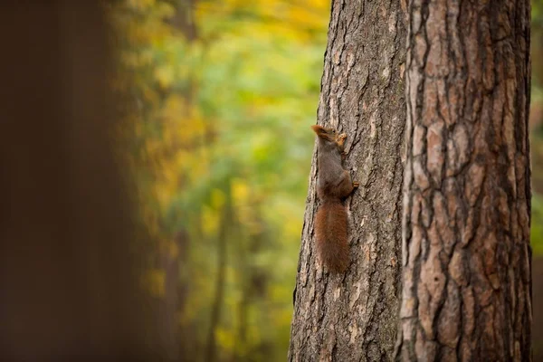 Eichhörnchen Das Eichhörnchen Wurde Der Tschechischen Republik Fotografiert Eichhörnchen Ist — Stockfoto