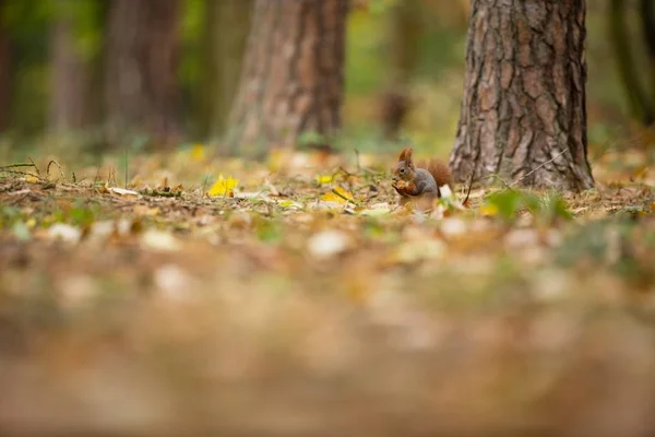 Eichhörnchen Das Eichhörnchen Wurde Der Tschechischen Republik Fotografiert Eichhörnchen Ist — Stockfoto