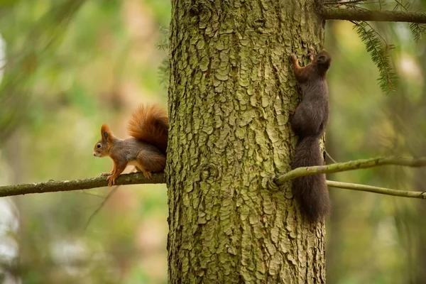 Squirrel Squirrel Photographed Czech Republic Squirrel Medium Sized Rodent Inhabiting — Stock Photo, Image