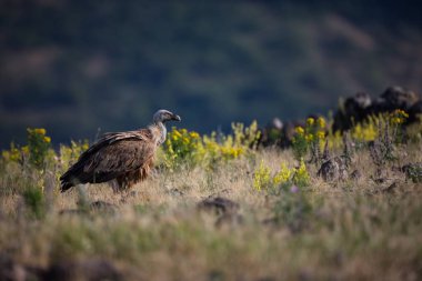Gyps fulvus. Bulgaristan vahşi doğası. Ücretsiz doğa. Doğanın güzel bir resim. Rodop. Minik kuş. Bulgaristan dağlar. Avrupa yaban hayatı.