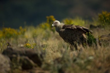 Gyps fulvus. Bulgaristan vahşi doğası. Ücretsiz doğa. Doğanın güzel bir resim. Rodop. Minik kuş. Bulgaristan dağlar. Avrupa yaban hayatı.