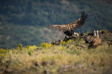 Gyps fulvus. Bulgaristan vahşi doğası. Ücretsiz doğa. Doğanın güzel bir resim. Rodop. Minik kuş. Bulgaristan dağlar. Avrupa yaban hayatı.