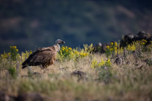 Gyps Fulvus Nature Sauvage Bulgarie Nature Libre Une Belle Image — Photo