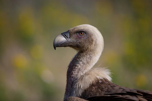 Gyps Fulvus Nature Sauvage Bulgarie Nature Libre Une Belle Image — Photo