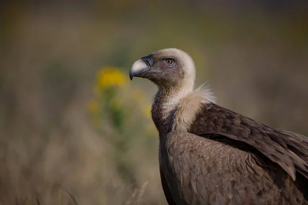 Gyps Fulvus Natureza Selvagem Bulgária Natureza Livre Uma Bela Imagem — Fotografia de Stock