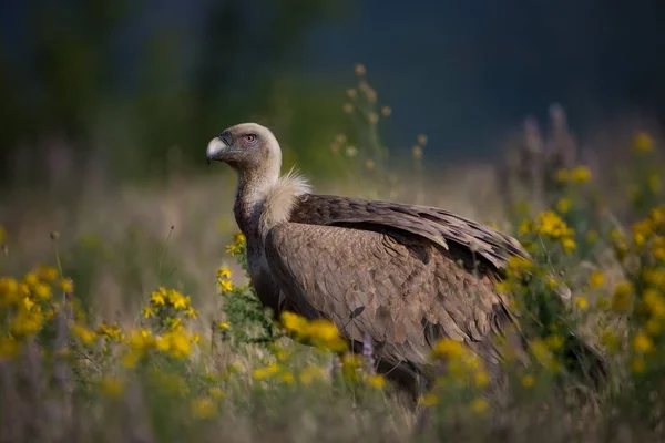 Gyps Fulvus Nature Sauvage Bulgarie Nature Libre Une Belle Image — Photo