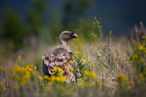 Gyps Fulvus Nature Sauvage Bulgarie Nature Libre Une Belle Image — Photo