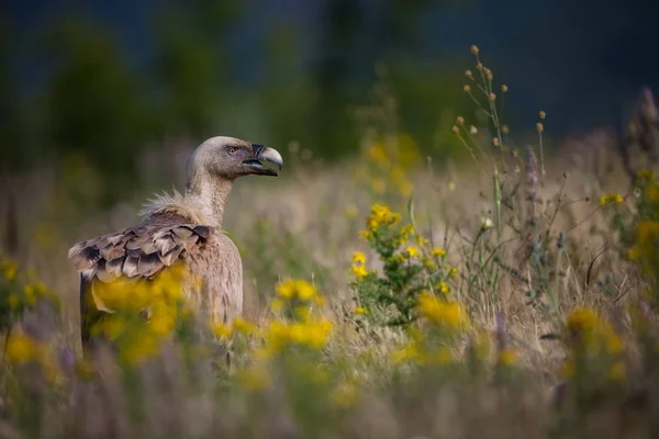Gyps Fulvus Nature Sauvage Bulgarie Nature Libre Une Belle Image — Photo