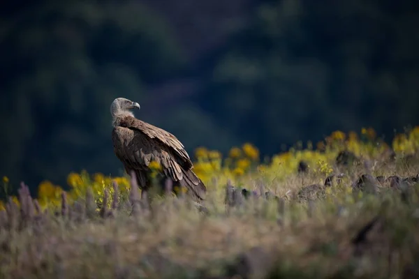 Gyps Fulvus Naturaleza Salvaje Bulgaria Naturaleza Libre Una Hermosa Imagen —  Fotos de Stock