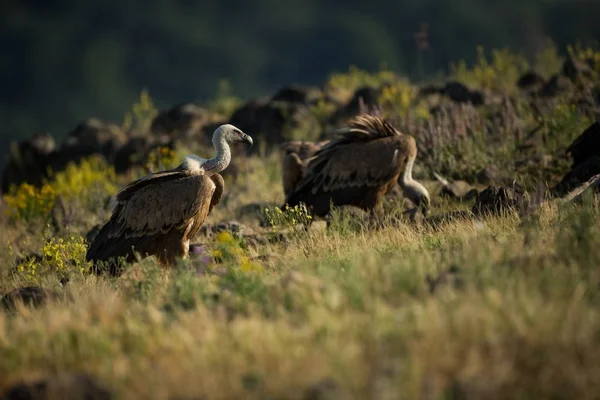 Сип Fulvus Дика Природа Болгарії Безкоштовно Природи Красиві Фотографії Природи — стокове фото