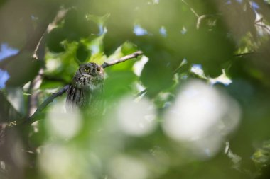 Otus ishak. Bulgaristan vahşi doğası. Ücretsiz doğa. Doğanın güzel bir resim. Rodop. Küçük bir kuş. Ağaç üzerinde baykuş. Bulgaristan dağlar. Avrupa yaban hayatı. Madzarovo. Nehir Arda.