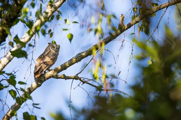 Otus Scops Die Wilde Natur Bulgariens Freie Natur Ein Schönes — Stockfoto