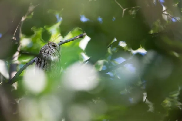 Otus Scops Naturaleza Salvaje Bulgaria Naturaleza Libre Una Hermosa Imagen — Foto de Stock