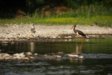 Ciconia nigra. Bulgaristan vahşi doğası. Ücretsiz doğa. Doğanın güzel bir resim. Rodop. Minik kuş. Bulgaristan dağlar. Avrupa yaban hayatı. Madzarovo. Nehir Arda.