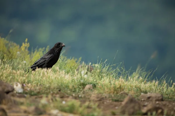 Corvus Corax Naturaleza Salvaje Bulgaria Naturaleza Libre Una Hermosa Imagen — Foto de Stock