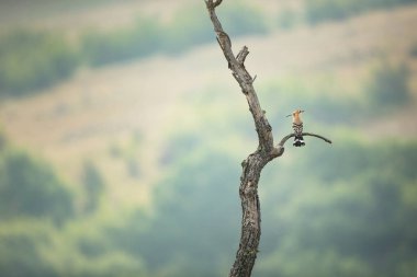 Upupa epops. Bulgaristan vahşi doğası. Ücretsiz doğa. Doğanın güzel bir resim. Rodop. Küçük bir kuş. Bulgaristan dağlar. Avrupa yaban hayatı. Madzarovo. Nehir Arda. Bush. Bulgaristan.