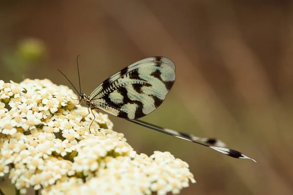 Nemoptera Sinuata Dzikiej Przyrody Bułgarii Bezpłatny Charakter Piękny Obraz Natury — Zdjęcie stockowe