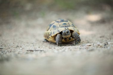 Testudo graeca. Bulgaristan vahşi doğası. Ücretsiz doğa. Doğanın güzel bir resim. Rodop. Kaplumbağa. Bulgaristan dağlar. Avrupa yaban hayatı. Madzarovo. Nehir Arda. Bulgaristan.