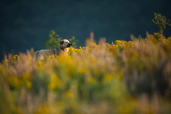 Kangal Die Wilde Natur Bulgariens Freie Natur Ein Schönes Bild — Stockfoto