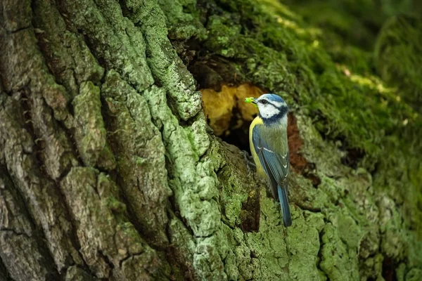 Cyanistes Caeruleus Vadon Élő Állatok Vad Természet Cseh Gyönyörű Kép — Stock Fotó