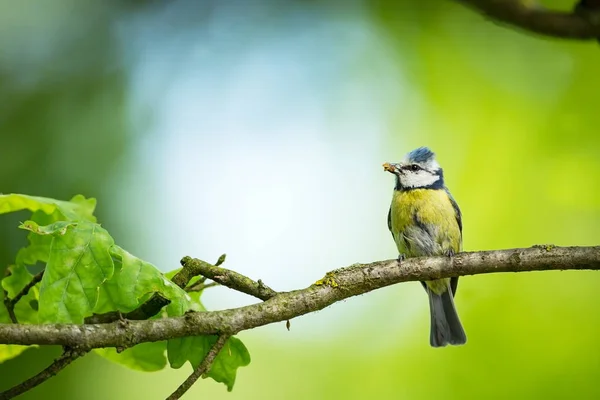 Cyanistes Caeruleus Дикої Природи Дика Природа Чеську Мову Гарну Картинку — стокове фото