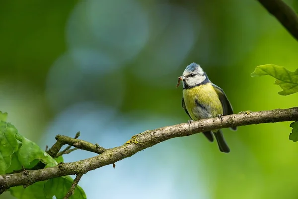 Parus Caeruleus Volně Žijících Živočichů Divoké Přírody Češtiny Krásný Obrázek — Stock fotografie