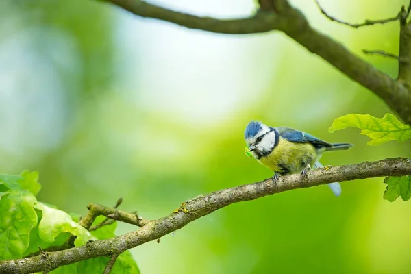Cyanistes Caeruleus 野生動物 チェコの大自然美しい絵 自由な性質 鳥の生活 青い鳥 — ストック写真